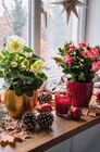 Christrose Angebote bei Netto Marken-Discount Hagen für 1,99 €