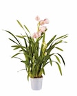 Orchidée Cymbidium en promo chez Lidl Besançon à 13,99 €