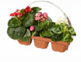 Beet und Balkon Mix im aktuellen Netto Marken-Discount Prospekt für 3,99 €