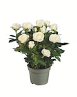 Aktuelles Topfrosen Angebot bei Lidl in Bochum ab 1,99 €