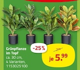 Grünpflanze im Topf Angebote bei ROLLER Wilhelmshaven für 5,99 €