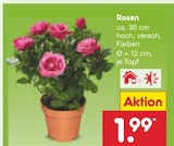 Rosen  im aktuellen Netto Marken-Discount Prospekt für 1,99 €