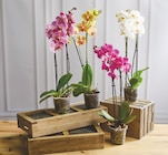 Orchidée 2 tiges dans le catalogue U Express