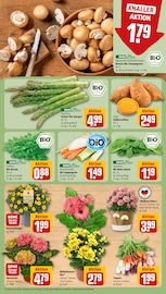 Pflanzen im REWE Prospekt in Germering Aktueller REWE Prospekt mit Pflanzen, "Dein Markt", Seite 7