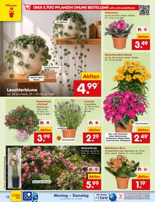 Chrysantheme im Netto Marken-Discount Prospekt "Aktuelle Angebote" mit 70 Seiten (Essen)