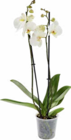 Orchidee im Angebot bei Netto Marken-Discount in Freiberg Orchidee Angebote bei Netto Marken-Discount Freiberg für 5,99 €