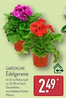 Edelgeranie von GARDENLINE im aktuellen ALDI Nord Prospekt