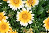 Jardiland Châtellerault - Promo Gazania "Sunny Side Up" Promo Gazania "Sunny Side Up" à 3,99 € dans le catalogue Jardiland à Châtellerault