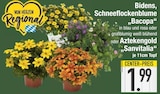 Aktuelles Bidens Schneeflockenblume Bacopa Angebot bei E center in Augsburg ab 1,99 €