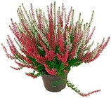 Besenheide im Angebot bei Penny-Markt in Marl Besenheide Angebote bei Penny-Markt Marl für 1,99 €