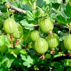 Stachelbeeren von  im aktuellen Thomas Philipps Prospekt für 2,99 €