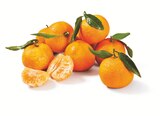 Mandarinen mit Blatt im aktuellen Prospekt bei Lidl in Teterow