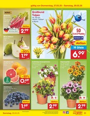 Aktueller Netto Marken-Discount Prospekt mit Tulpen, "Aktuelle Angebote", Seite 43