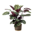 Korbmarante Angebote bei toom Baumarkt Karlsruhe für 24,99 €