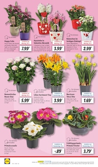 Blumen im Lidl Prospekt "LIDL LOHNT SICH" mit 59 Seiten (Münster)