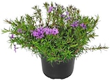Polsterphlox Angebote bei REWE Rodgau für 1,99 €