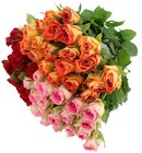 Moosrosen im Angebot bei REWE in Elmshorn Moosrosen Angebote bei REWE Elmshorn für 3,59 €