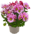 Aktuelles Chrysantheme »Best Friends« Angebot bei REWE in Bochum ab 2,79 €