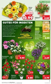 Schnittblumen Angebot im aktuellen Kaufland Prospekt auf Seite 26