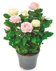 Topfrose für 4,99 € bei Netto mit dem Scottie im Angebot Topfrose im aktuellen Netto mit dem Scottie Prospekt