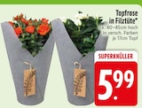 Aktuelle Pflanzen Angebote bei EDEKA in Ingolstadt Aktuelles Topfrose Angebot bei EDEKA in Ingolstadt ab 5,99 €