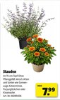 Stauden Angebote bei Hagebaumarkt Dinslaken für 7,99 €