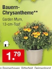 Bauern-Chrysantheme für 1,79 € bei Zimmermann im Angebot Bauern-Chrysantheme im aktuellen Zimmermann Prospekt