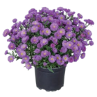 Chrysanthèmes en coupe - Lidl à Livry-Gargan Chrysanthèmes en coupe en promo chez Lidl Livry-Gargan à 3,19 €