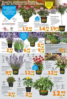 Lavendel im aktuellen Globus-Baumarkt Prospekt (Stuttgart) Lavendel im Globus-Baumarkt Prospekt "Immer eine Idee besser" mit 20 Seiten (Stuttgart)