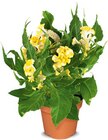 Aktuelle Zimmerpflanzen Angebote bei Netto Marken-Discount in Duisburg Aktuelles Celosia Hahnenkamm Angebot bei Netto Marken-Discount in Duisburg ab 2,99 €