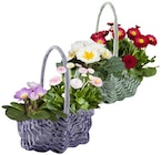 Frühlingskörbchen bei REWE im Cottbus Prospekt für 5,99 €