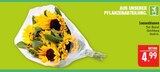 Sonnenblumen im Angebot bei Marktkauf in Fürth Sonnenblumen Angebote bei Marktkauf Fürth für 4,99 €