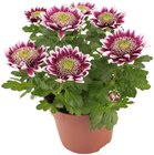 Chrysantheme im Angebot bei REWE in Lünen Chrysantheme Angebote bei REWE Lünen für 2,49 €