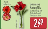 Amaryllis bei ALDI Nord im Oberkrämer Prospekt für 2,49 €