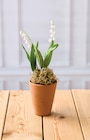 Muguet 2 Griffes - U en promo chez U Express Bordeaux à 3,91 €