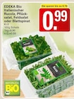 Rucola bei WEZ im Bad Nenndorf Prospekt für 0,99 €