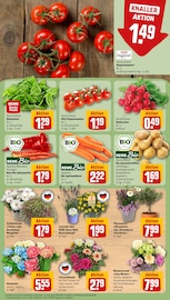 Hortensie im REWE Prospekt in Zwickau Aktueller REWE Prospekt mit Hortensie, "Dein Markt", Seite 11