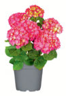 Bauernhortensie im Angebot bei toom Baumarkt in Herford Bauernhortensie Angebote bei toom Baumarkt Herford für 9,99 €