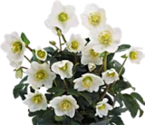 CHRISTROSE (HELLEBORUS) Angebote von GROW BY OBI bei OBI Rottenburg für 14,99 €