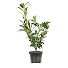 BOTANIC®-Laurier Cerise (PRUNUS LAUROCERASUS CAUCASICA), en pot de 3 litres - BOTANIC® en promo chez Botanic Marseille à 7,50 €