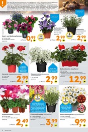 ALDI Nord Pflanzen Angebot & Preis im aktuellen Prospekt 🧡