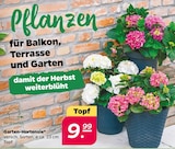 Garten-Hortensie im Angebot bei Netto mit dem Scottie in Dresden Garten-Hortensie Angebote bei Netto mit dem Scottie Dresden für 9,99 €