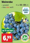 Weinrebe im aktuellen Thomas Philipps Prospekt