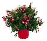 Truffaut Trégueux - Promo Fuchsia vivace Promo Fuchsia vivace à 24,99 € dans le catalogue Truffaut à Trégueux