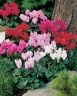 Cyclamen en promo chez Carrefour Avignon à 3,99 €