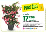 Jardineries du terroir Dole - Promo Dipladénia palissé ECLOZ Promo Dipladénia palissé ECLOZ à 17,99 € dans le catalogue Jardineries du terroir à Dole