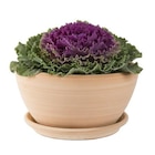Botanic Saint-Ismier - Promo Coupe Cuenco lisse en terre cuite D30x H15 Promo Coupe Cuenco lisse en terre cuite D30x H15 à 9,99 € dans le catalogue Botanic à Saint-Ismier