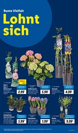 Aktueller Lidl Prospekt mit Hortensie, "LIDL LOHNT SICH", Seite 11