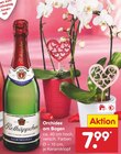 Orchidee am Bogen bei Netto Marken-Discount im Ransbach-Baumbach Prospekt für 7,99 €