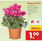 Aktuelle Pflanzen Angebote bei Netto Marken-Discount in Aachen Aktuelles Alpenveilchen Angebot bei Netto Marken-Discount in Aachen ab 1,99 €